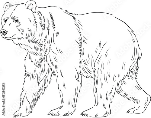 Detailed linear drawing of a bear.
Black and white vector drawing of a bear made in a linear style. The image conveys the power and size of a wild animal