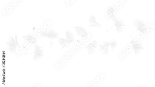 White dandelion seeds flying on transparent background © PNG Kingdom 