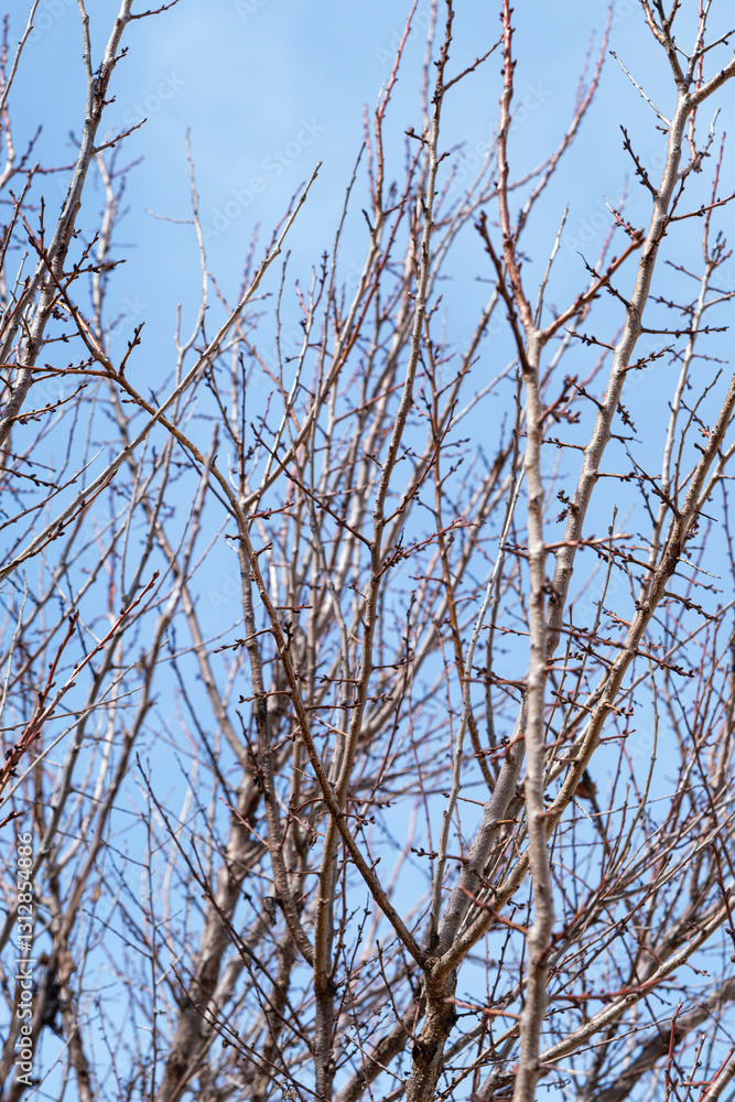 branches of young trees with buds against blue sky soft focus branches of young trees with buds against blue sky soft focus