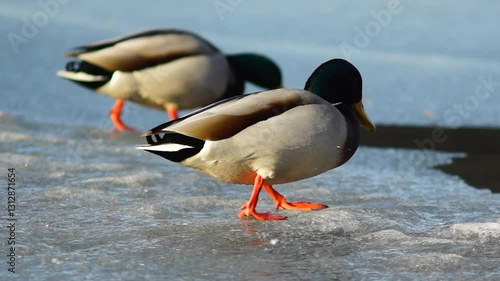 the duck walks on the ice and jumps into the water