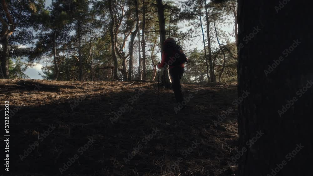 A tourist with a backpack and walking poles climbs a slope in a coniferous forest A tourist with a backpack and walking poles climbs a slope in a coniferous forest