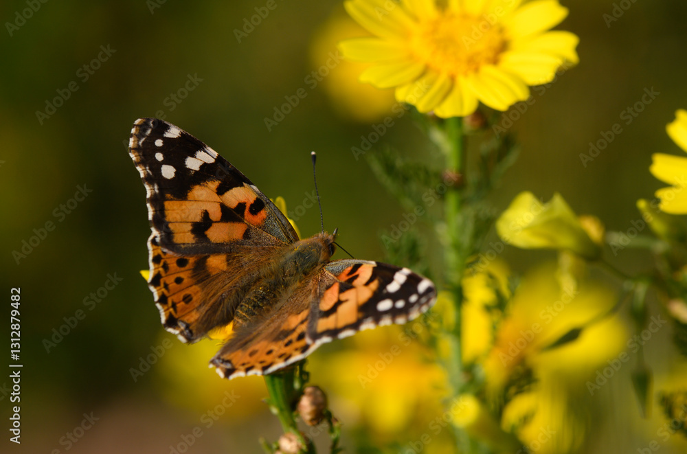 Colorful butterfly dances among vibrant yellow flowers in a sunny garden Colorful butterfly dances among vibrant yellow flowers in a sunny garden