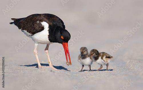 Φωτογραφία American oystercatcher with babies