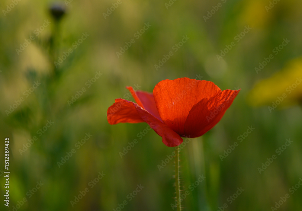 Vibrant red poppy stands tall amidst a lush green field during a sunny day Vibrant red poppy stands tall amidst a lush green field during a sunny day