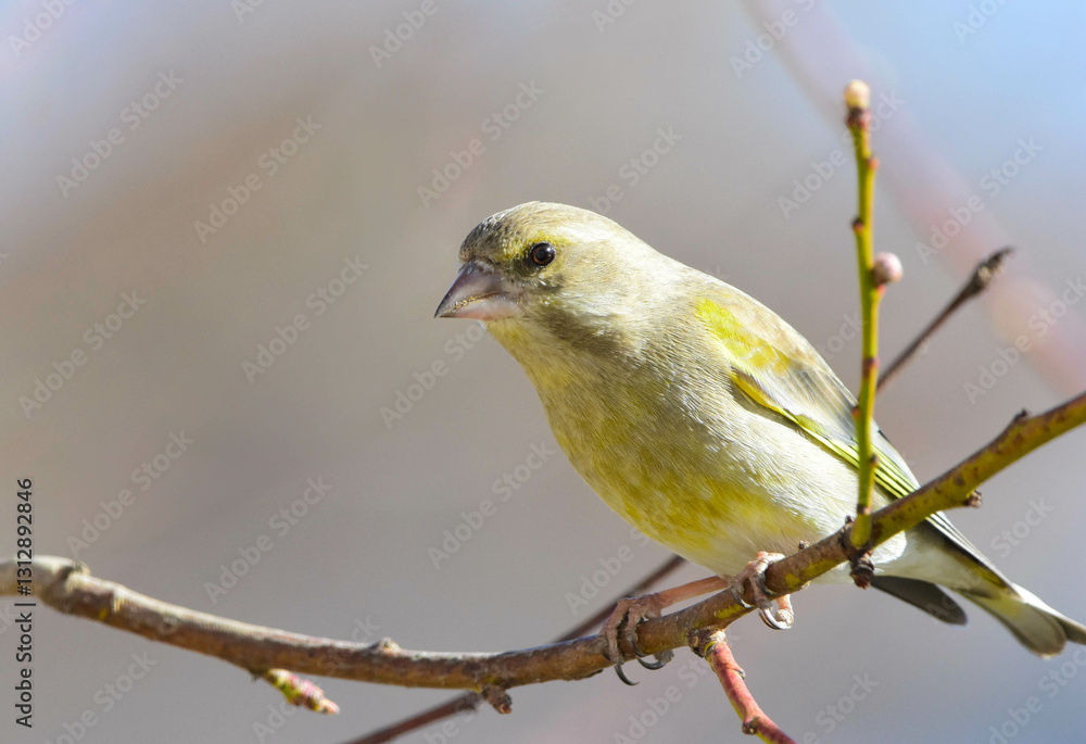 European greenfinch, male perched on a branch without leaves, Carduelis chloris European greenfinch, male perched on a branch without leaves, Carduelis chloris