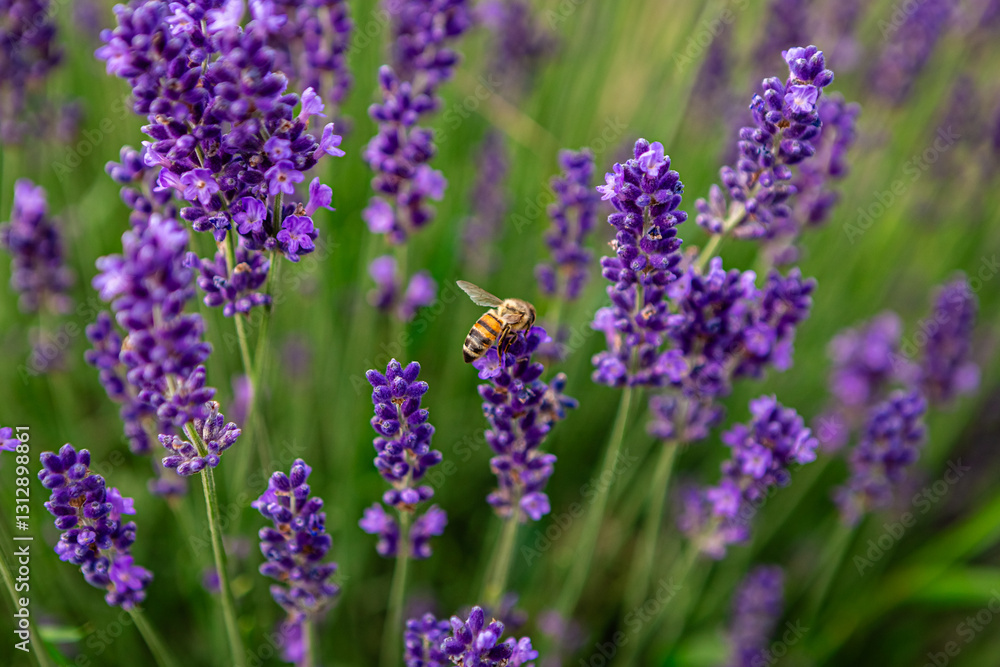 Obraz premium Honey bee flying among vibrant purple lavender flowers, pollinating each bloom in a sunlit field, creating a picturesque and serene natural scene full of life and beauty