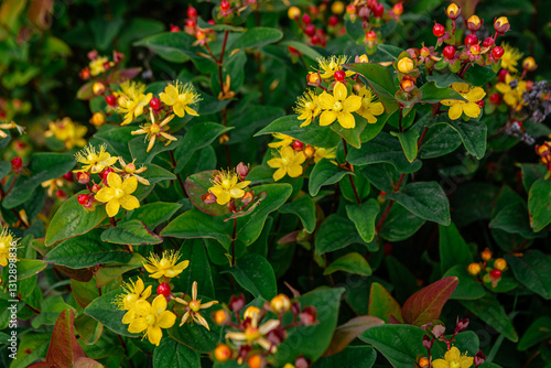 Hypericum hidcote, also known as st. John's wort, displays its vibrant yellow flowers and red berries, creating a cheerful scene in a summer garden filled with lush green foliage