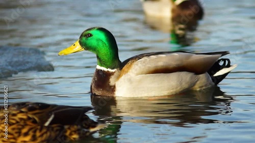 ducks swim, feed in the water