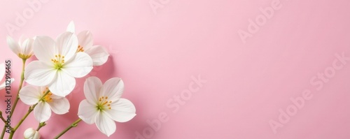 Elegant white flowers against a pale pink background, aesthetic, nature, backdrop