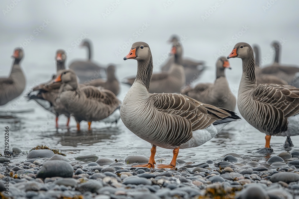 Flock of Greylag Geese Standing on a Pebble Beach, Wildlife Scene with Misty Background
Flock of Greylag Geese Standing on a Pebble Beach, Wildlife Scene with Misty Background