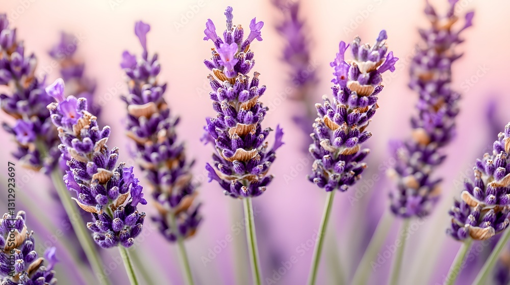 Naklejka premium Close-up Vibrant Lavender Flowers Blooming in Field