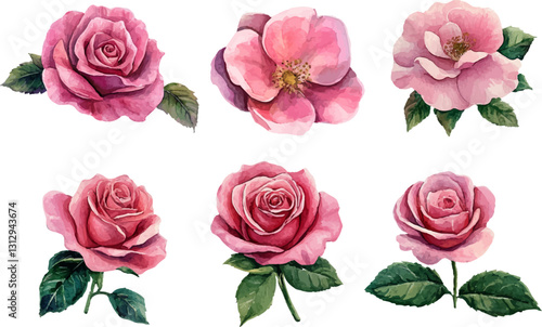 set of pink roses isolated