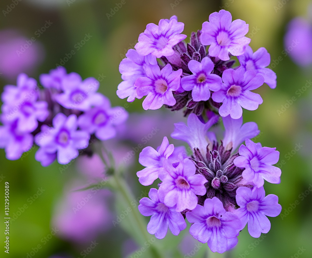 Purple Verbena bonariensis, also known as blue vervain 'Buenos Aires' in flower Purple Verbena bonariensis, also known as blue vervain 'Buenos Aires' in flower