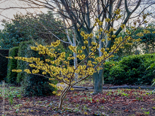 Witch hazel shrub flowering in a garden