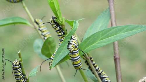  Monarch Butterfly Caterpillars Eating Milkweed 