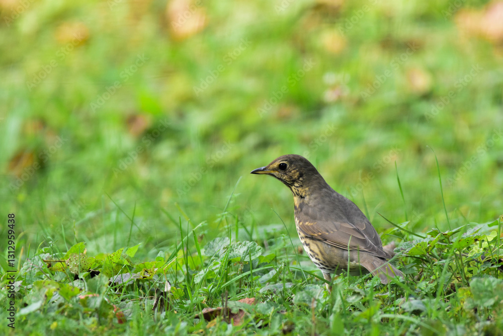 Song Trush, Turdus Philomelos in a countryside orchard green meadow, looking curious at camera. Detailed Close-up. Romania Wildlife in Natural Habitat. 