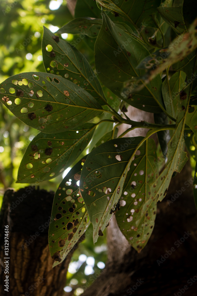Obraz premium green leaves of tree avocado leaves with holes eaten by pests