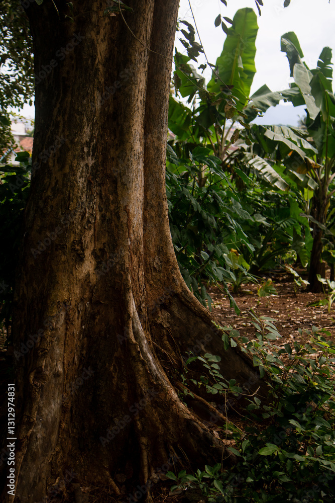 Obraz premium tree in the forest