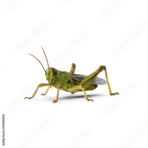 Green grasshopper insect