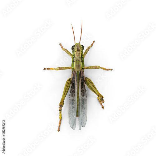 Green grasshopper insect