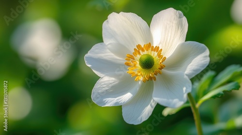 A single elegant Japanese anemone Anemone hupehensis in sharp focus, with its petals gently curving under the soft sunlight.