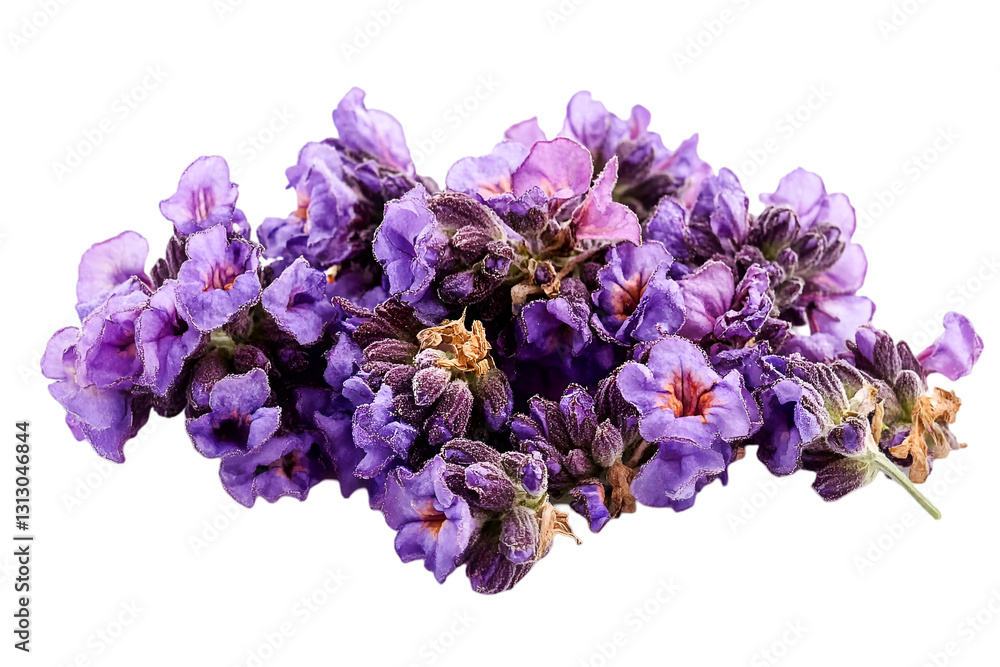 A fragrant bunch of purple lavender flowers isolated on black background evokes serenity and calmness A fragrant bunch of purple lavender flowers isolated on black background evokes serenity and calmness