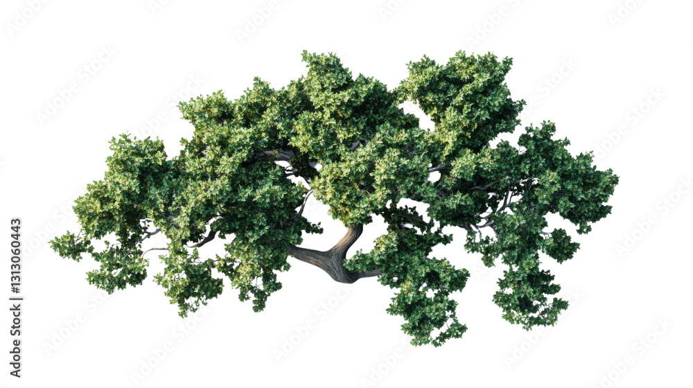 Obraz premium Top view of a lush green tree with transparent background