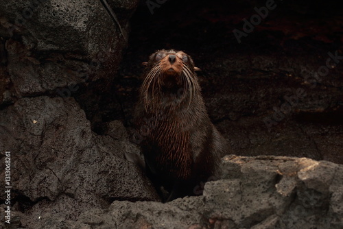 Galapagos Fur seal at Santiago Island