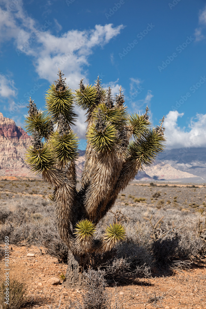 Φωτογραφία Joshua tree in the middle of desert near Red Rock Canyon at Southern Nevada, USA