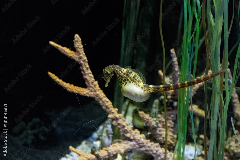big-belly seahorse (Hippocampus abdominalis) big-belly seahorse (Hippocampus abdominalis)