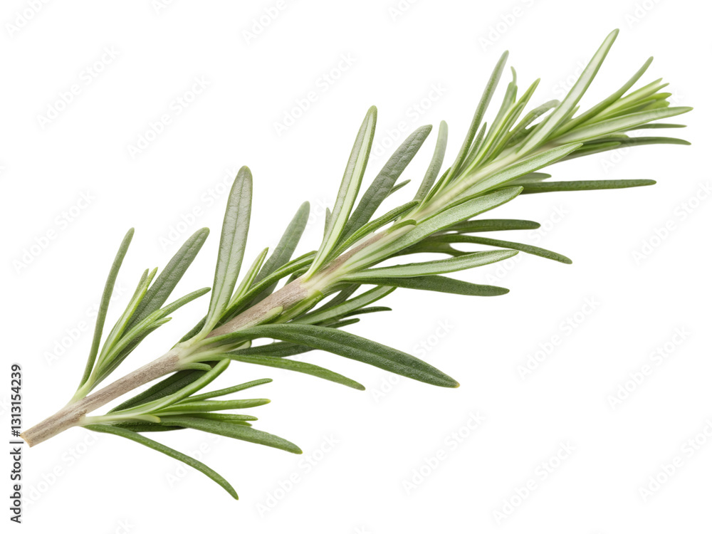 Fresh rosemary sprig displaying delicate needles nature setting botanical photography, isolated on white or transparent background Fresh rosemary sprig displaying delicate needles nature setting botanical photography, isolated on white or transparent background