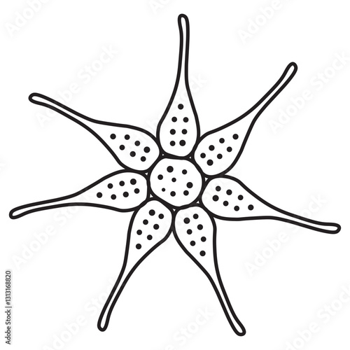 Monactinus line icon