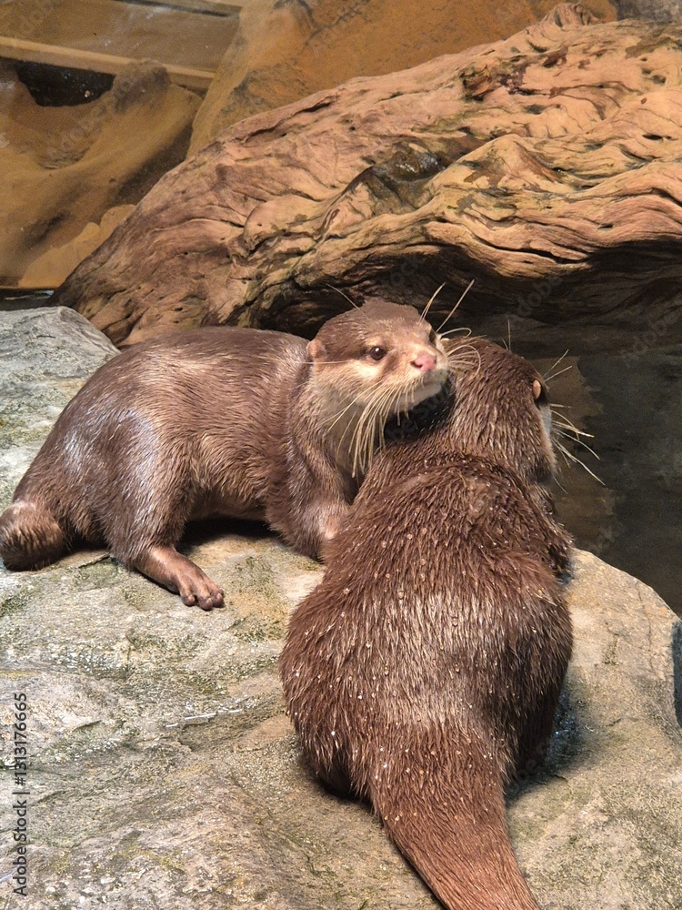 Obraz premium 사랑스런 수달