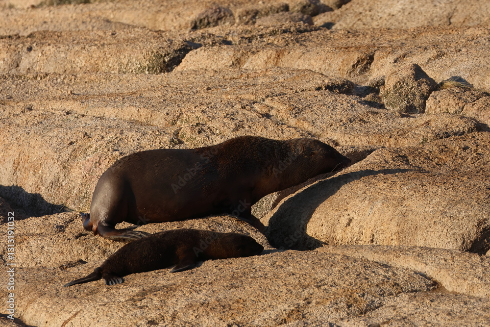 Fototapeta premium australian fur seal