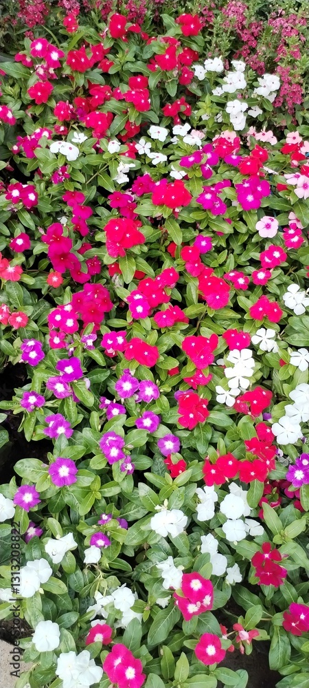 Fototapeta premium Beautiful Southeast Asian Flowers