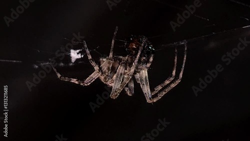 Wallpaper Mural Spider on spider web/spiderweb On Black or Dark Background Torontodigital.ca