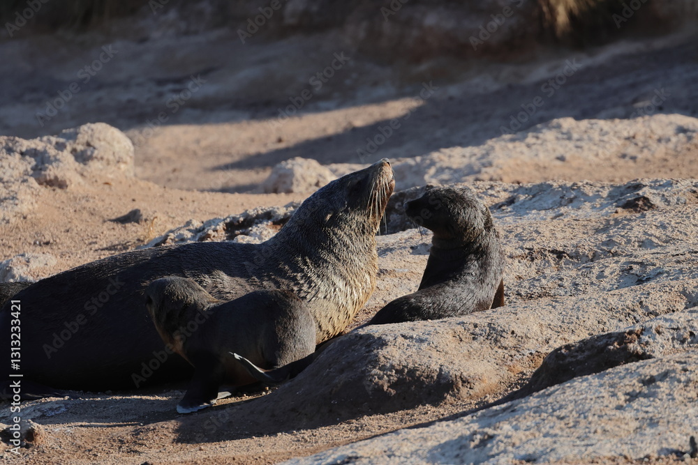 Fotografie australian fur seal