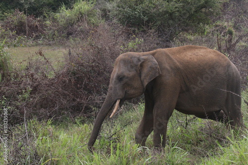 Elephants in the Wild in Sri Lanka 