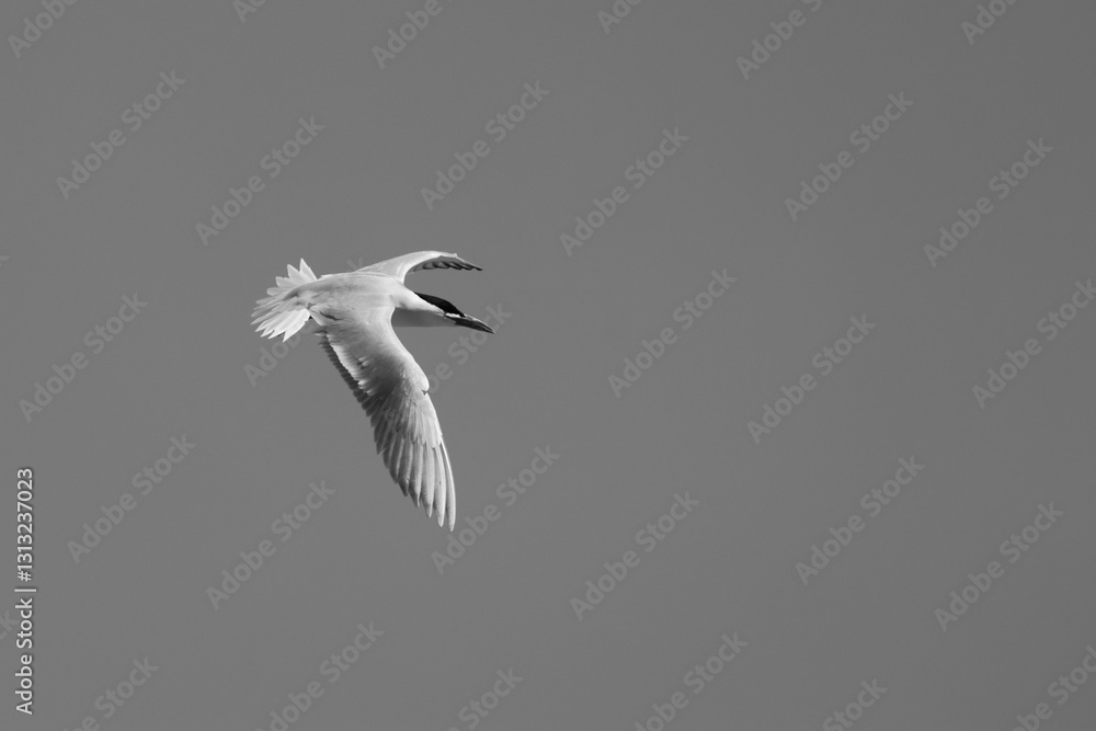 Tableau sur toile crested tern