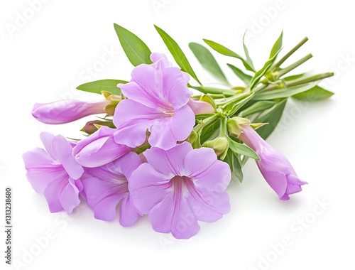 Fresh Oleander Flowers with Green Leaves on a White Background