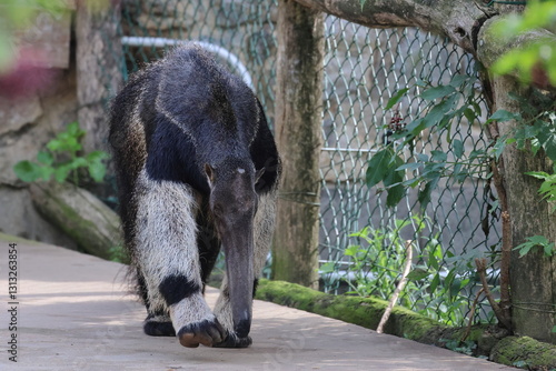 anteater