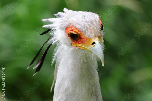 secretary bird