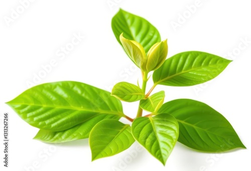 Single vibrant green plant, isolated on pure white background, vegetation, single plant