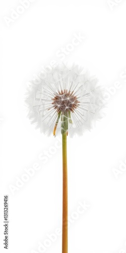Wallpaper Mural A fluffy dandelion seed head, about to be blown, isolated on white, photography, wish Torontodigital.ca