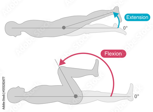 Range of motion of the hip joint  Flexion　extension