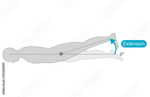 Range of motion of the hip joint