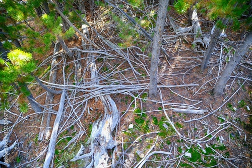 Roots of a tree exposed