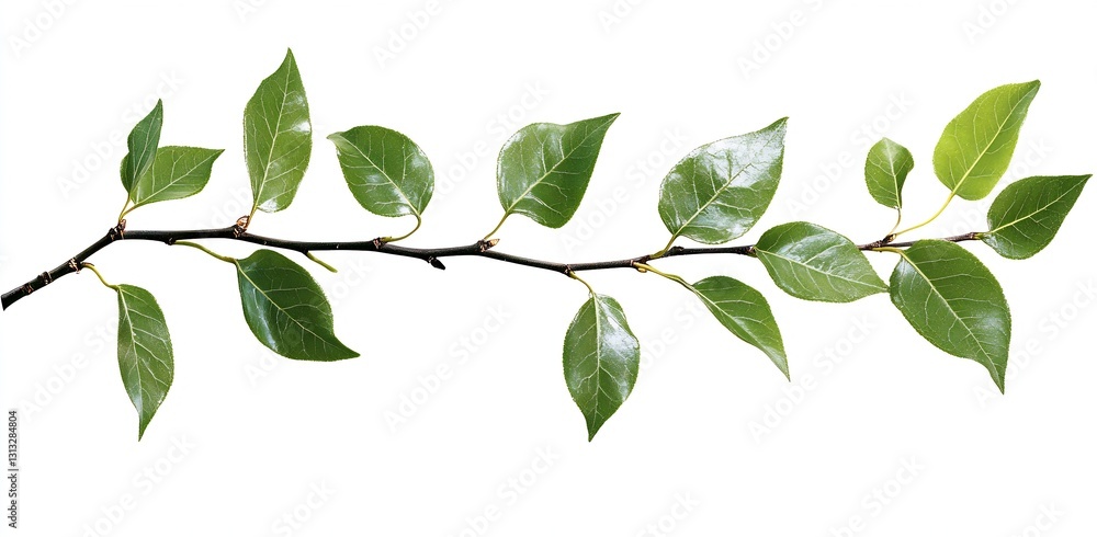 Obraz premium Closeup of vibrant green leaves on a branch showcasing the beauty of nature against a clean white background : Generative AI