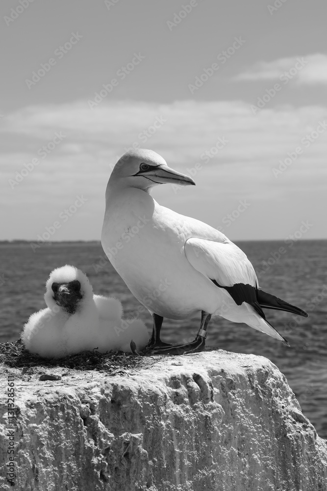 Fototapeta premium gannet