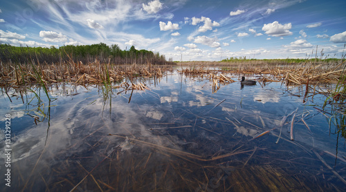 a coot swimming in a pond with clouds and reeds